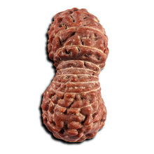 Load image into Gallery viewer, 21 Mukhi Indonesian Rudraksha - Bead No. 152
