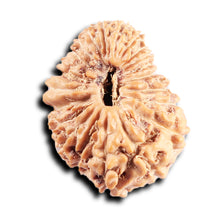 Load image into Gallery viewer, 21 Mukhi Indonesian Rudraksha - Bead No. 153
