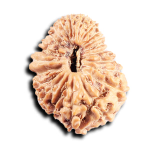 21 Mukhi Indonesian Rudraksha - Bead No. 153