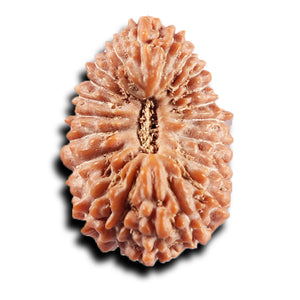 21 Mukhi Indonesian Rudraksha - Bead No. 154