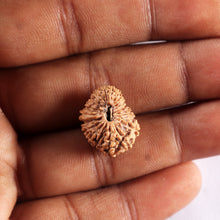 Load image into Gallery viewer, 21 Mukhi Indonesian Rudraksha - Bead No. 153
