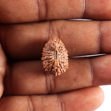 Load image into Gallery viewer, 21 Mukhi Indonesian Rudraksha - Bead No. 154
