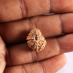 21 Mukhi Indonesian Rudraksha - Bead No. 153