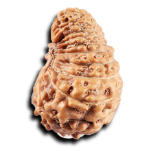 Load image into Gallery viewer, 21 Mukhi Indonesian Rudraksha - Bead No. 153
