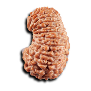 21 Mukhi Indonesian Rudraksha - Bead No. 154