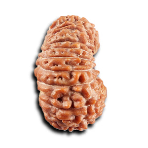 21 Mukhi Indonesian Rudraksha - Bead No. 154