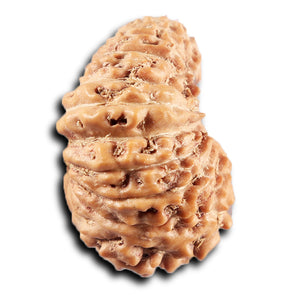 21 Mukhi Indonesian Rudraksha - Bead No. 153