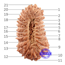 Load image into Gallery viewer, 21 Mukhi Indonesian Rudraksha - Bead No. 127
