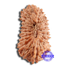 Load image into Gallery viewer, 21 Mukhi Indonesian Rudraksha - Bead No. 127
