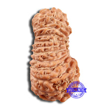 Load image into Gallery viewer, 21 Mukhi Indonesian Rudraksha - Bead No. 127
