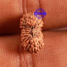 Load image into Gallery viewer, 21 Mukhi Indonesian Rudraksha - Bead No. 120
