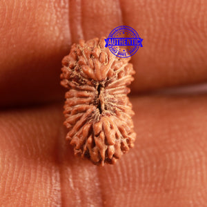 21 Mukhi Indonesian Rudraksha - Bead No. 120