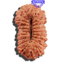 Load image into Gallery viewer, 21 Mukhi Indonesian Rudraksha - Bead No. 120
