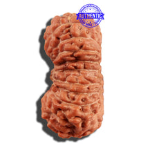 Load image into Gallery viewer, 21 Mukhi Indonesian Rudraksha - Bead No. 120
