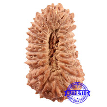 Load image into Gallery viewer, 21 Mukhi Indonesian Rudraksha - Bead No. 127
