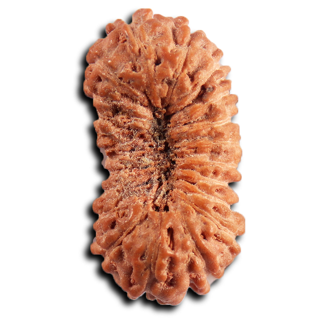 21 Mukhi Indonesian Rudraksha - Bead No. 135