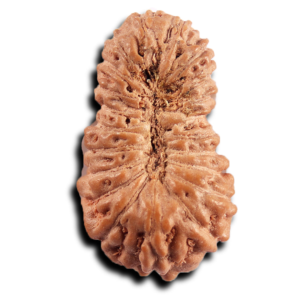 21 Mukhi Indonesian Rudraksha - Bead No. 136