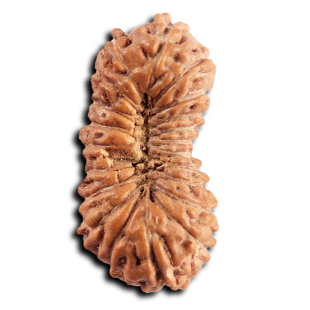 21 Mukhi Indonesian Rudraksha - Bead No. 137