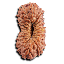 Load image into Gallery viewer, 21 Mukhi Indonesian Rudraksha - Bead No. 138
