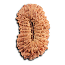 Load image into Gallery viewer, 21 Mukhi Indonesian Rudraksha - Bead No. 139
