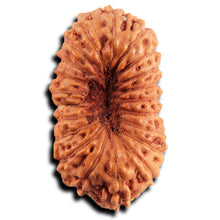 Load image into Gallery viewer, 21 Mukhi Indonesian Rudraksha - Bead No. 140
