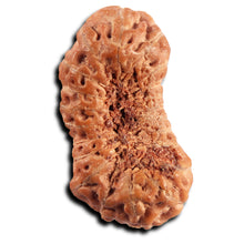 Load image into Gallery viewer, 21 Mukhi Indonesian Rudraksha - Bead No. 141
