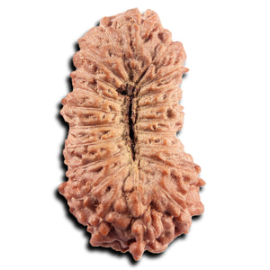 21 Mukhi Indonesian Rudraksha - Bead No. 142