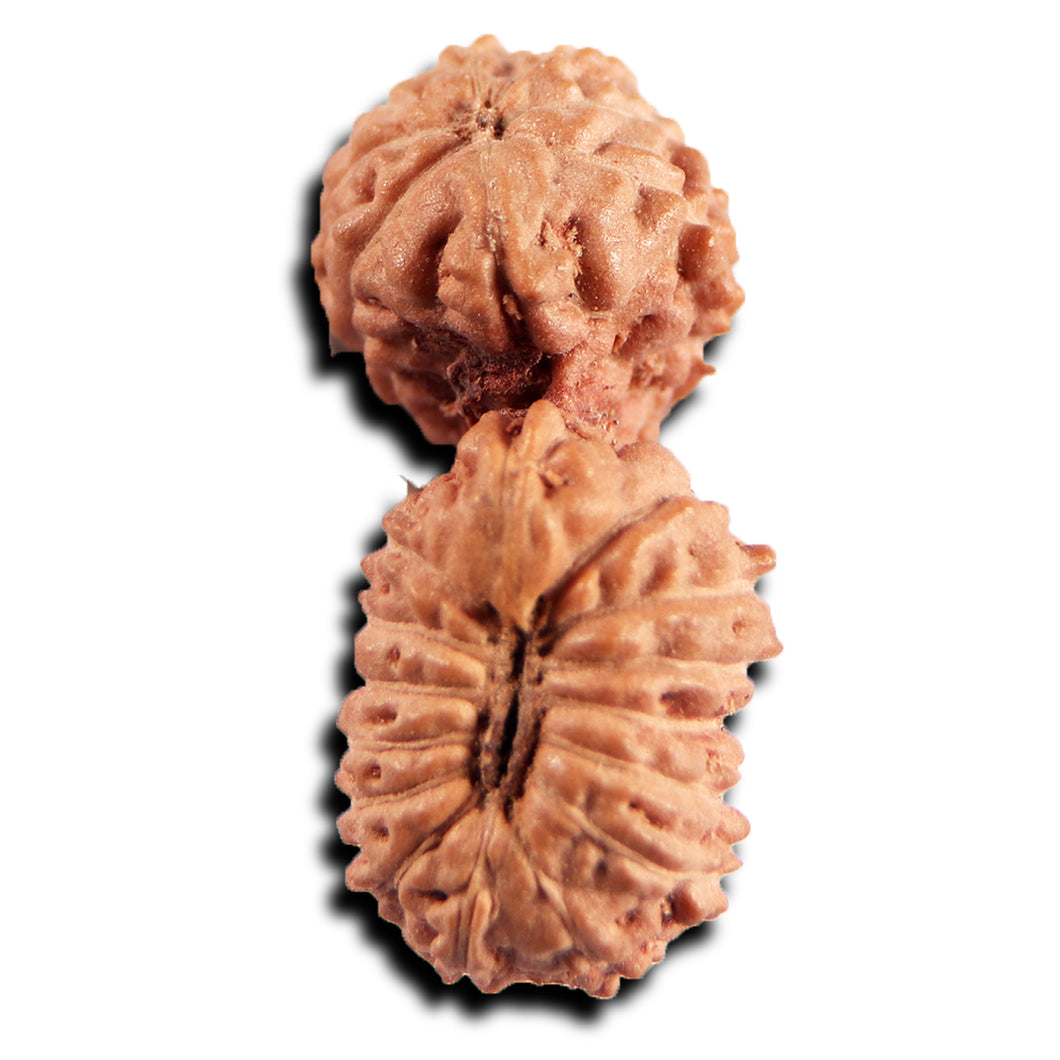 21 Mukhi Indonesian Gaurishankar Rudraksha - Bead No. 145