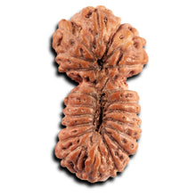 Load image into Gallery viewer, 21 Mukhi Indonesian Gaurishankar Rudraksha - Bead No. 146
