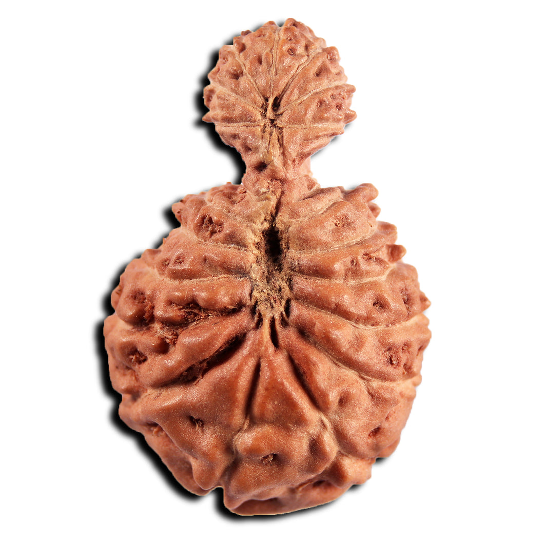 21 Mukhi Indonesian Gaurishankar Rudraksha - Bead No. 148