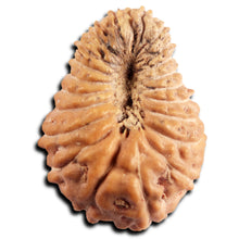 Load image into Gallery viewer, 21 Mukhi Indonesian Rudraksha - Bead No. 151
