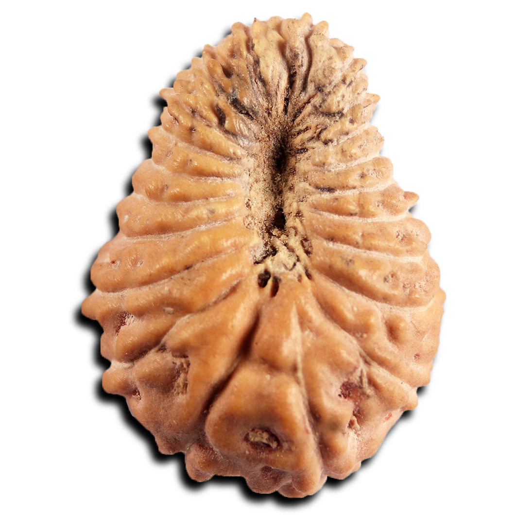 21 Mukhi Indonesian Rudraksha - Bead No. 151