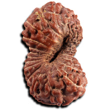 Load image into Gallery viewer, 21 Mukhi Indonesian Rudraksha - Bead No. 152
