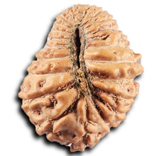 Load image into Gallery viewer, 21 Mukhi Indonesian Rudraksha - Bead No. 153
