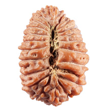 Load image into Gallery viewer, 21 Mukhi Indonesian Rudraksha - Bead No. 154
