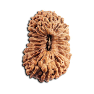 21 Mukhi Indonesian Rudraksha - Bead No. 155