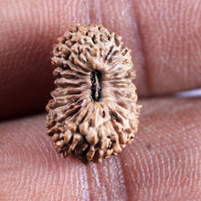 Load image into Gallery viewer, 21 Mukhi Indonesian Rudraksha - Bead No. 155
