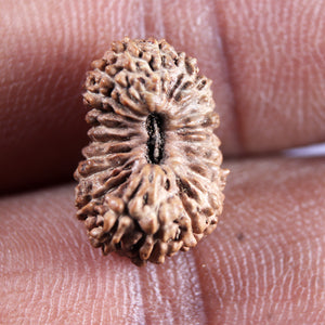 21 Mukhi Indonesian Rudraksha - Bead No. 155