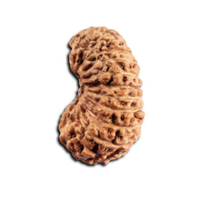 Load image into Gallery viewer, 21 Mukhi Indonesian Rudraksha - Bead No. 155
