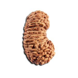 21 Mukhi Indonesian Rudraksha - Bead No. 155