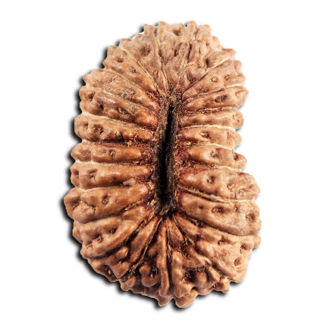 21 Mukhi Indonesian Rudraksha - Bead No. 155