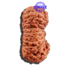 Load image into Gallery viewer, 21 Mukhi Indonesian Rudraksha - Bead No. 120
