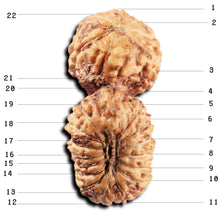 Load image into Gallery viewer, 22 Mukhi Rudraksha from Indonesia
