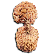 Load image into Gallery viewer, 22 Mukhi Rudraksha from Indonesia
