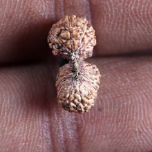 Load image into Gallery viewer, 22 Mukhi Rudraksha from Indonesia
