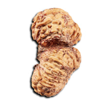 Load image into Gallery viewer, 22 Mukhi Rudraksha from Indonesia
