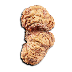 22 Mukhi Rudraksha from Indonesia