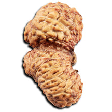 Load image into Gallery viewer, 22 Mukhi Rudraksha from Indonesia
