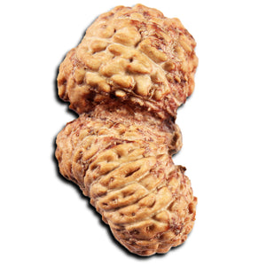 22 Mukhi Rudraksha from Indonesia