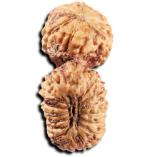 Load image into Gallery viewer, 22 Mukhi Rudraksha from Indonesia
